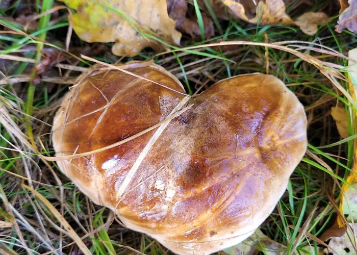 Na Koncu Drozki Lantgård *